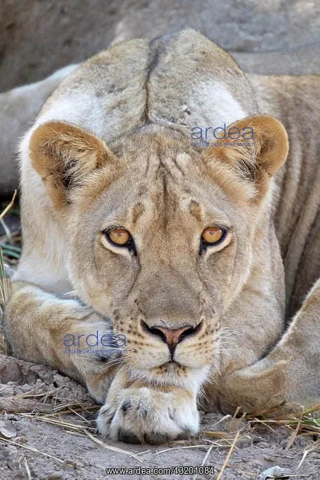 : Lioness (Panthera leo) face. The animal looks into : Lioness (Panthera leo) face. The animal looks into