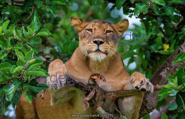 : Lioness (Panthera leo) is hiding in the leafs of : Lioness (Panthera leo) is hiding in the leafs of
