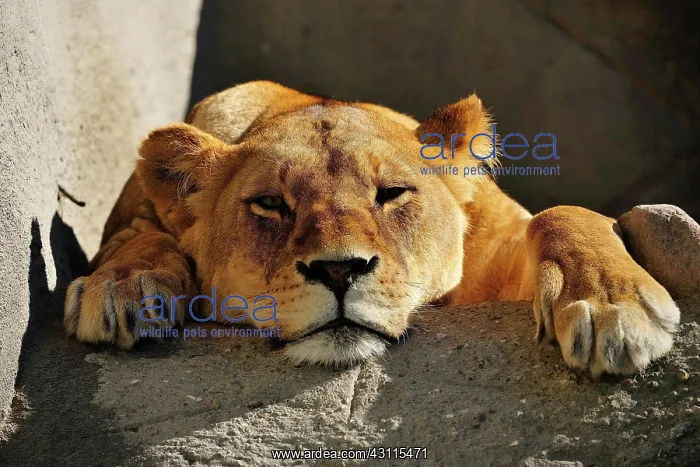 : Lioness (Panthera leo), lies on rock and looks bored : Lioness (Panthera leo), lies on rock and looks bored