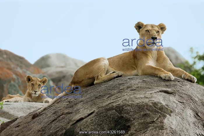 : Lioness (Panthera leo) with a lion cub on a rock : Lioness (Panthera leo) with a lion cub on a rock