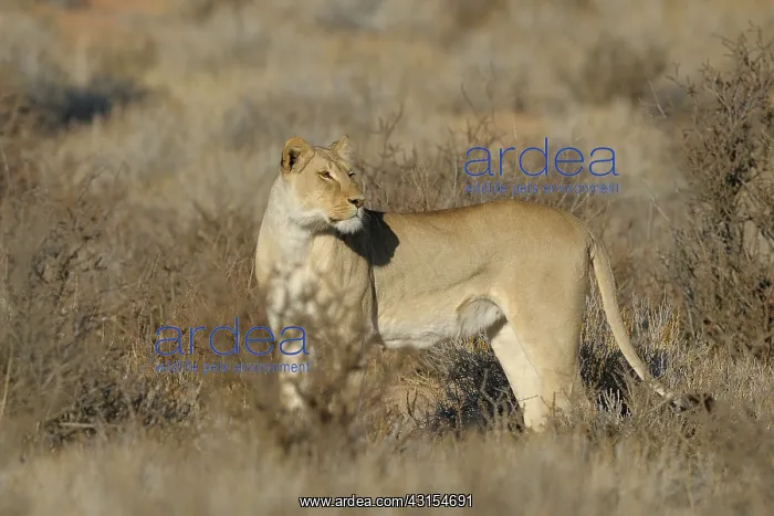 : Lioness (Panthera leo) on the look out in scrub savanna : Lioness (Panthera leo) on the look out in scrub savanna