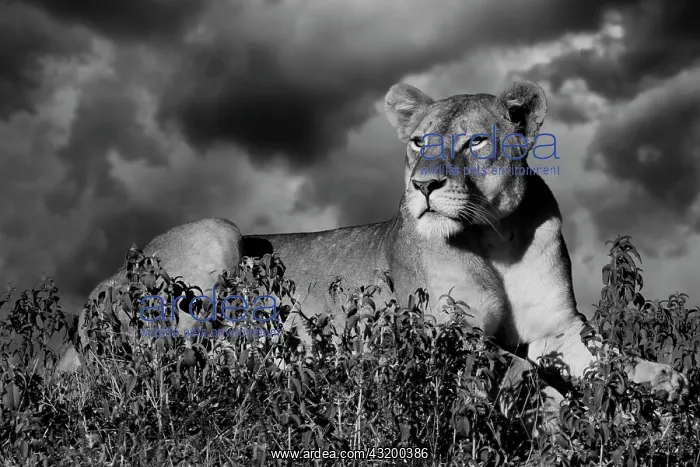 : Lioness (Panthera leo) on the lookout, Okavango : Lioness (Panthera leo) on the lookout, Okavango