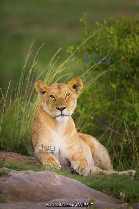  : Lioness (Panthera leo) lying, Masai Mara National