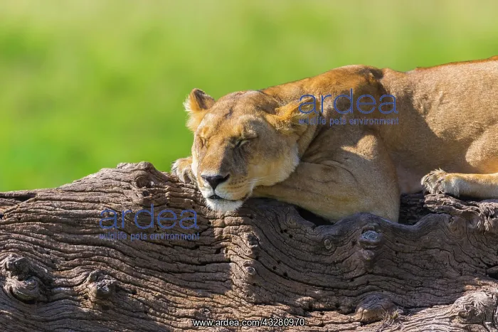  : Lioness (Panthera leo), resting on dead tree, Masai
