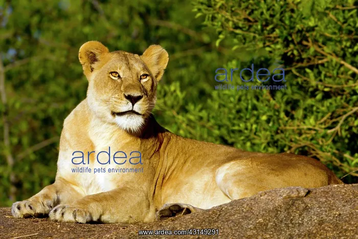 : Lioness (Panthera leo) resting in sunlight : Lioness (Panthera leo) resting in sunlight
