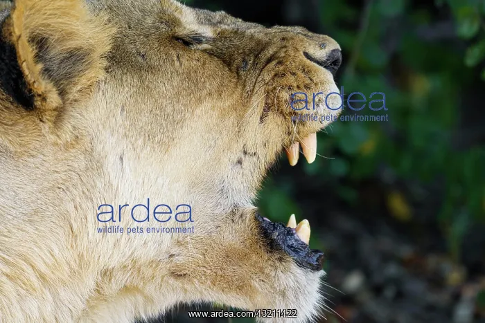 : Lioness (Panthera leo) shows her fangs, teeth. C : Lioness (Panthera leo) shows her fangs, teeth. C