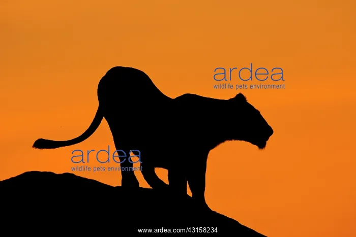: Lioness )Panthera leo) silhouetted : Lioness )Panthera leo) silhouetted