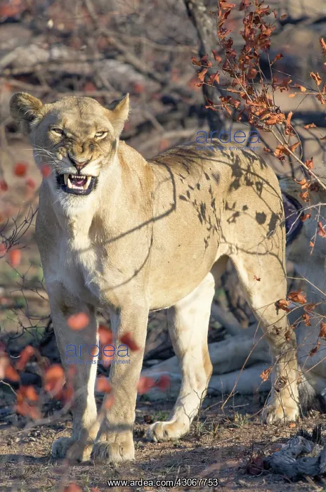 : Lioness (Panthera Leo) snarling in bushland : Lioness (Panthera Leo) snarling in bushland
