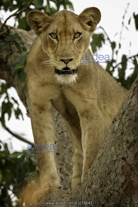: A Lioness (Panthera leo) stares intently from the : A Lioness (Panthera leo) stares intently from the