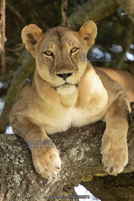 : Lioness (Panthera leo) on tree, Tarangire Nation : Lioness (Panthera leo) on tree, Tarangire Nation