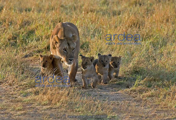 : Lioness (Panthera leo) walking with her four cubs : Lioness (Panthera leo) walking with her four cubs