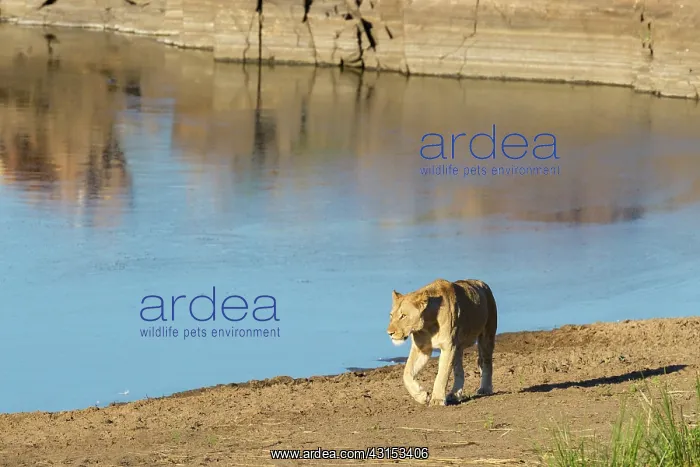 : Lioness (Panthera leo) walking along the edge of a waterhole : Lioness (Panthera leo) walking along the edge of a waterhole