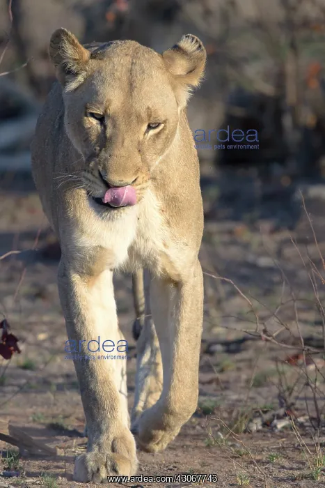  : Lioness (Panthera Leo) walking and licking her beak