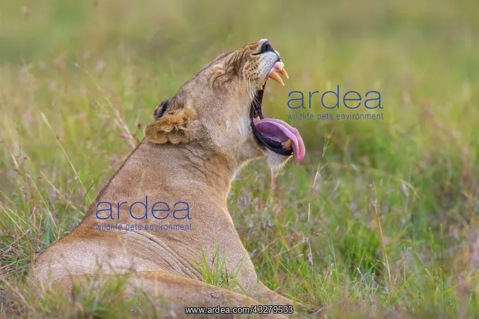  : Lioness (Panthera leo) yawning, Masai Mara National