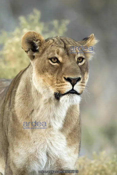 : Lioness - portrait at early morning - Botswana, Africa : Lioness - portrait at early morning - Botswana, Africa
