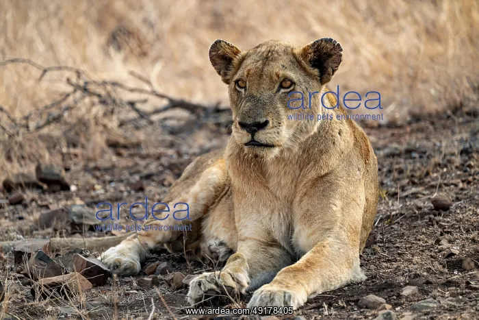 : Lioness resting, Kruger National Park : Lioness resting, Kruger National Park
