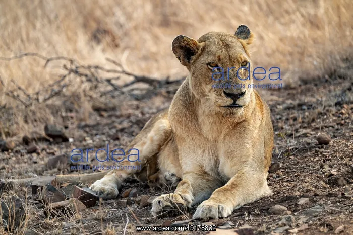  : Lioness resting, Kruger National Park