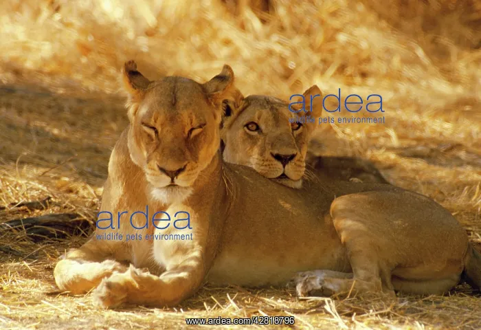 : Lioness - sisters resting : Lioness - sisters resting