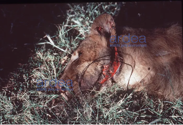 : LIONESS snared by poachers : LIONESS snared by poachers