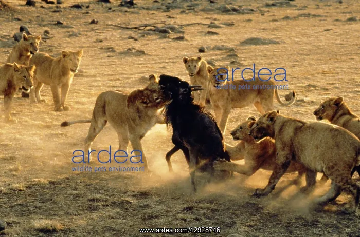 : Lioness - teaching cubs how to kill : Lioness - teaching cubs how to kill