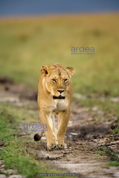 : Lioness walking alone, Panthera leo, Masai : Lioness walking alone, Panthera leo, Masai