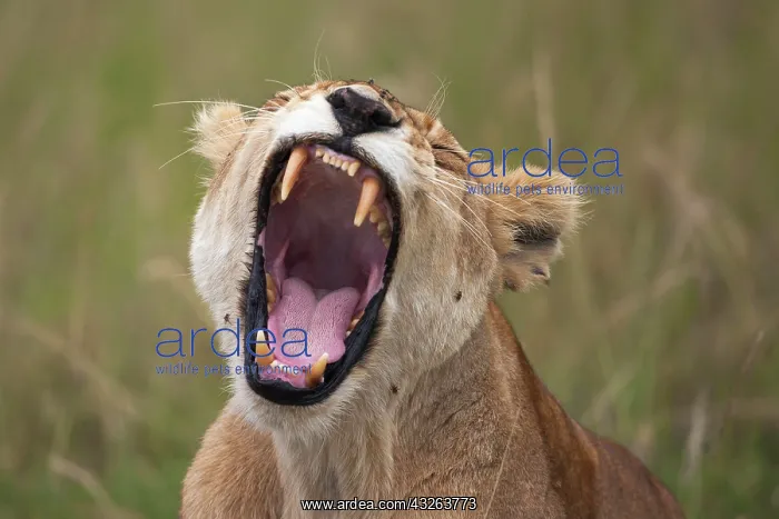 : Lioness, yawning, Massai Mara, Serengeti, Rift Valley : Lioness, yawning, Massai Mara, Serengeti, Rift Valley