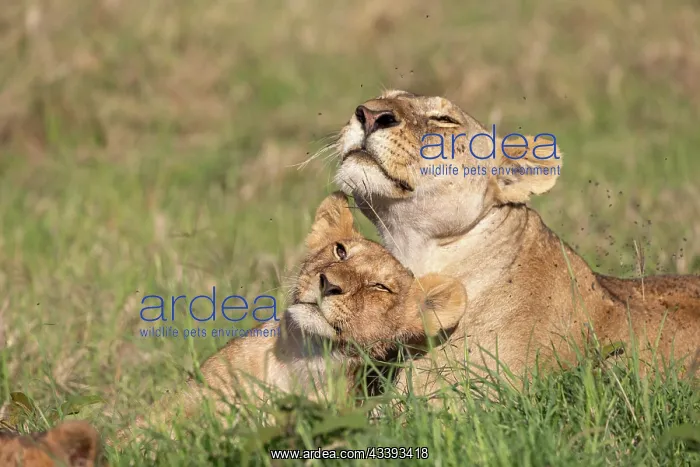  : LIONESS AND YOUNG