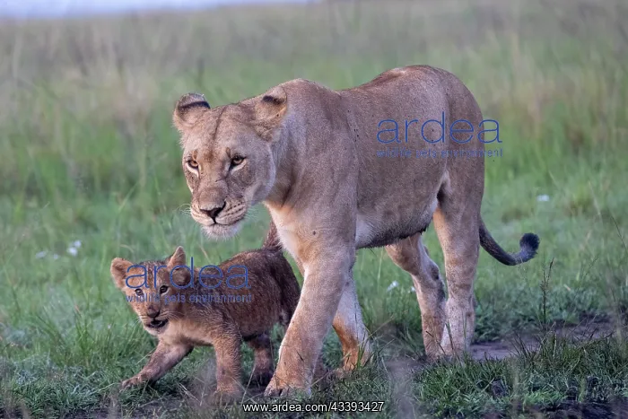 : LIONESS AND YOUNG : LIONESS AND YOUNG