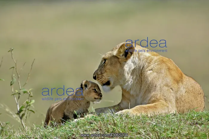 : Lioness and young cub, Panthera Leo, Masai : Lioness and young cub, Panthera Leo, Masai