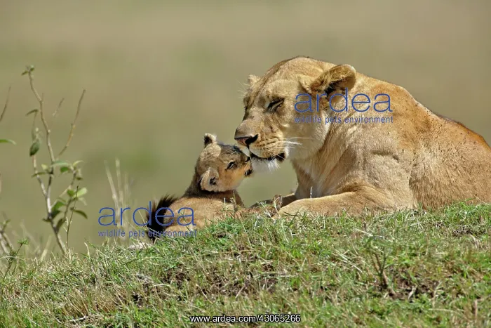  : Lioness and young cub, Panthera Leo, Masai