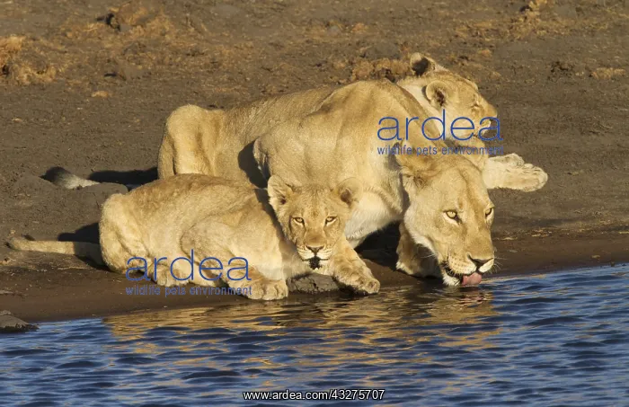 : Lioness and two young (Panthera leo) drinking a : Lioness and two young (Panthera leo) drinking a