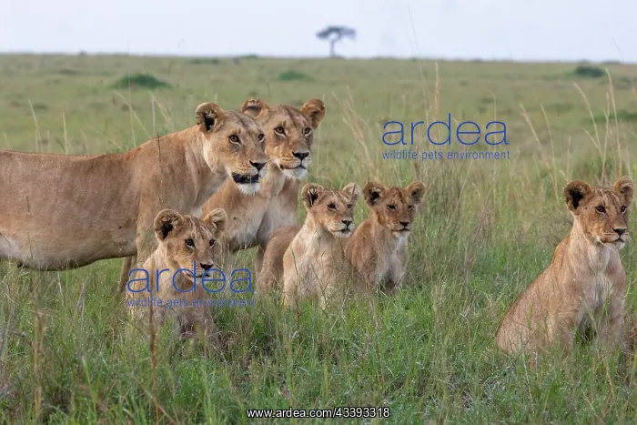 : LIONESS AND YOUNGS : LIONESS AND YOUNGS