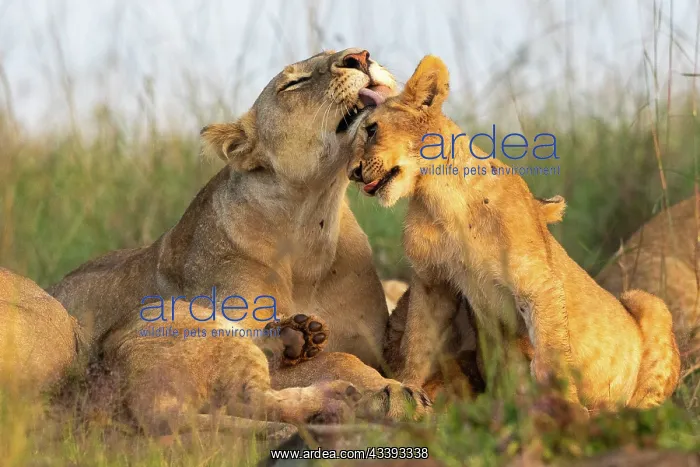 : LIONESS AND YOUNGS : LIONESS AND YOUNGS