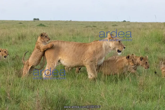 : LIONESS AND YOUNGS : LIONESS AND YOUNGS