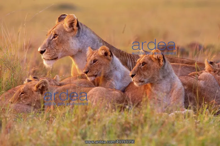 : LIONESS AND YOUNGS : LIONESS AND YOUNGS