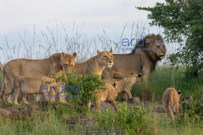 : LIONESS AND YOUNGS : LIONESS AND YOUNGS