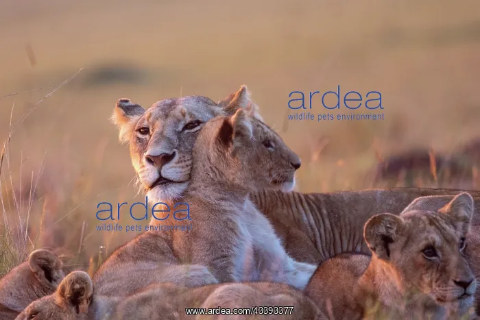 : LIONESS AND YOUNGS : LIONESS AND YOUNGS