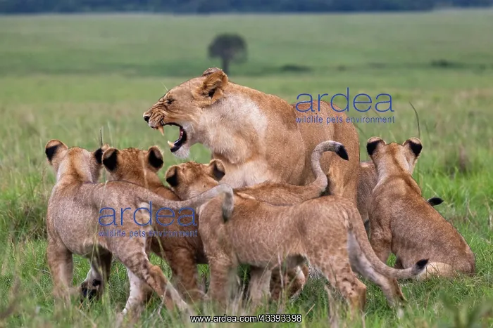 : LIONESS AND YOUNGS : LIONESS AND YOUNGS