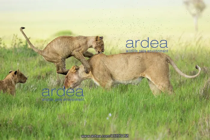 : LIONESS AND YOUNGS : LIONESS AND YOUNGS