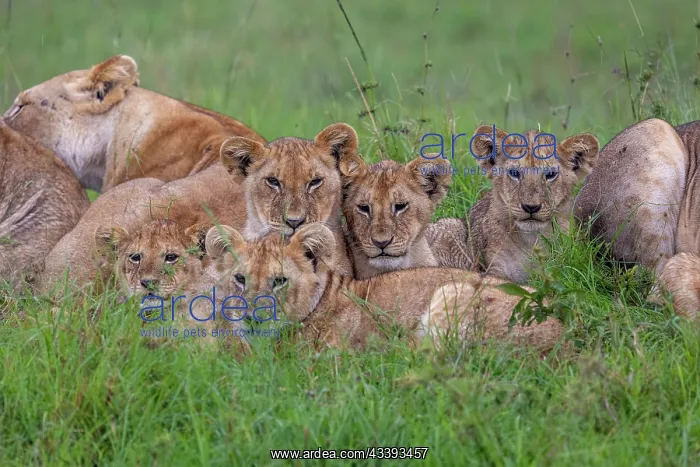 : LIONESS AND YOUNGS : LIONESS AND YOUNGS