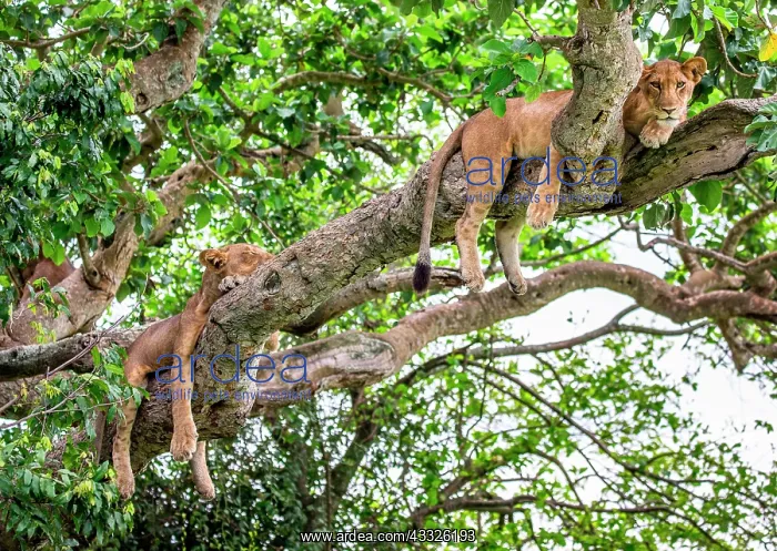 : Two lionesses (Panthera leo) are lying on a big : Two lionesses (Panthera leo) are lying on a big