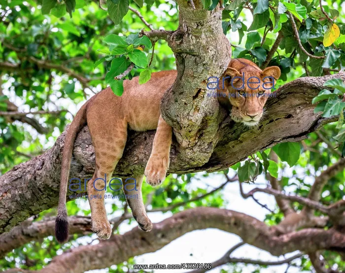 : Lionesses (Panthera leo) lying on a big tree. Cl : Lionesses (Panthera leo) lying on a big tree. Cl