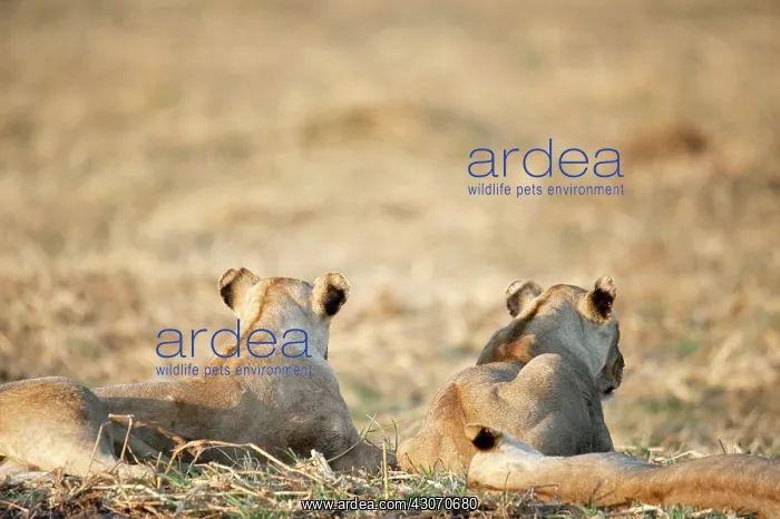 : Lionesses (Panthera leo) relaxing together : Lionesses (Panthera leo) relaxing together
