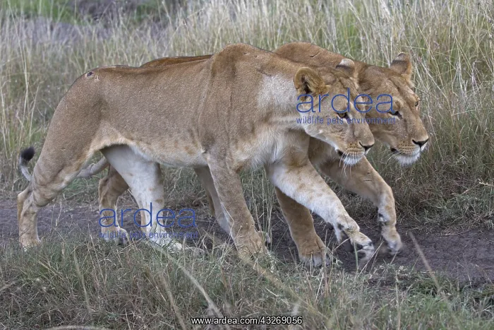 : Two lionesses Panthera leo, walking together through : Two lionesses Panthera leo, walking together through