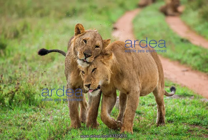 : Two lionesses (Panthera leo) are walking along t : Two lionesses (Panthera leo) are walking along t