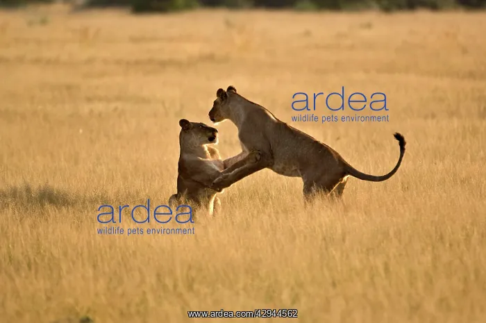  : Lionesses - young lionesses play fighting
