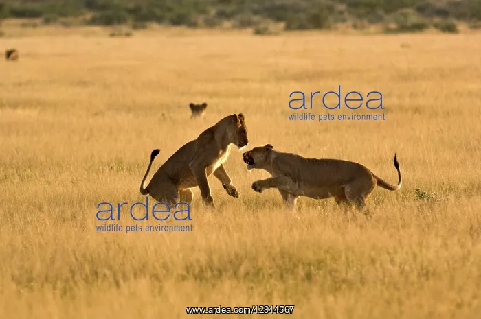 : Lionesses - young lionesses play fighting : Lionesses - young lionesses play fighting