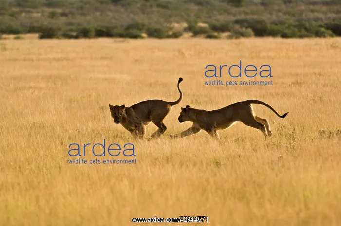 : Lionesses - young lionesses play fighting : Lionesses - young lionesses play fighting