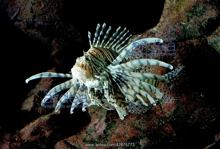 : Lionfish (Pterois radiata) : Lionfish (Pterois radiata)