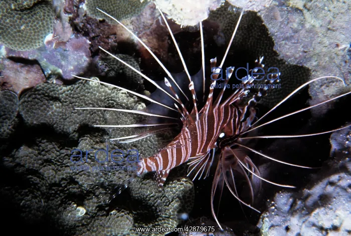 : LIONFISH (Pterois volitians) : LIONFISH (Pterois volitians)